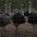 helicopters-flying-over-bc.-ostrich-farm-are-unrelated-to-cull,-says-rcmp