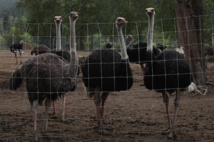 helicopters-flying-over-bc.-ostrich-farm-are-unrelated-to-cull,-says-rcmp