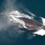 new-england-scientists-honing-models-that-predict-where-right-whales-will-pop-up-next