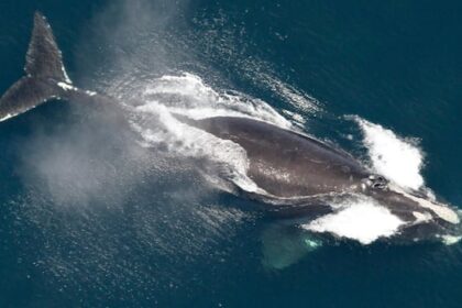 new-england-scientists-honing-models-that-predict-where-right-whales-will-pop-up-next