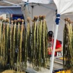 this-first-nation-helps-keep-tradition-of-sweetgrass-harvest-alivein-treaty-4