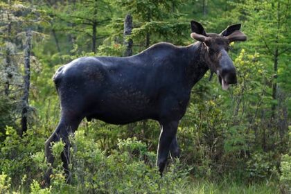 pimicikamak-cree-nation-calls-on-moose-hunters-to-return-licences,-citing-scarcity-concerns