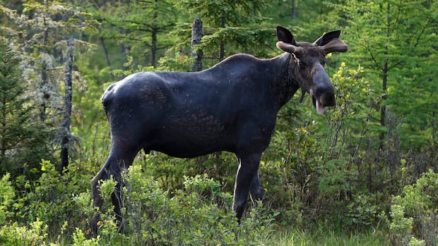 pimicikamak-cree-nation-calls-on-moose-hunters-to-return-licences,-citing-scarcity-concerns