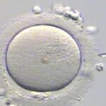 halifax-clinic-offers-fertility-preservation-to-young-cancer-patients