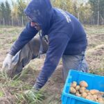 kwanlin-dun-first-nation-finishes-1st-successful-harvest-at-new-farm