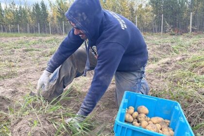 kwanlin-dun-first-nation-finishes-1st-successful-harvest-at-new-farm