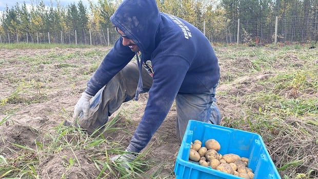 kwanlin-dun-first-nation-finishes-1st-successful-harvest-at-new-farm