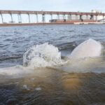 ship-noise-from-possible-churchill-port-expansion-could-drive-belugas-away,-experts-fear