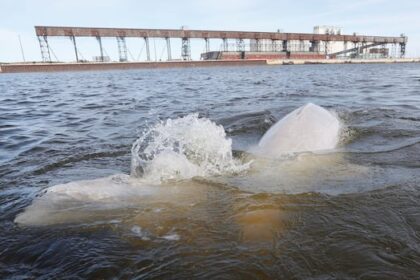 ship-noise-from-possible-churchill-port-expansion-could-drive-belugas-away,-experts-fear