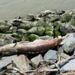 first-nation-in-bc.-investigates-sturgeon-deaths,-plans-to-track-drifting-carcasses
