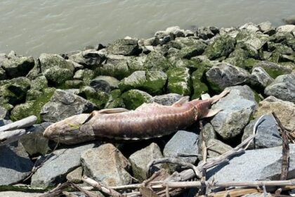 first-nation-in-bc.-investigates-sturgeon-deaths,-plans-to-track-drifting-carcasses