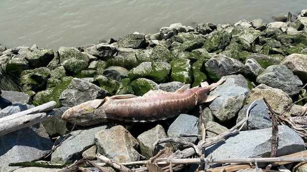 first-nation-in-bc.-investigates-sturgeon-deaths,-plans-to-track-drifting-carcasses