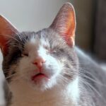 how-this-eyeless-cat-landed-a-role-in-manitoba-shot-stephen-king-film