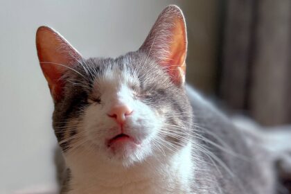 how-this-eyeless-cat-landed-a-role-in-manitoba-shot-stephen-king-film