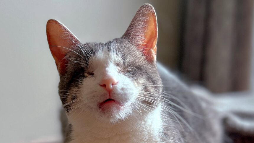 how-this-eyeless-cat-landed-a-role-in-manitoba-shot-stephen-king-film