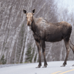 moose-harvest-limits-cta-lays-out-new-moose-management-system-for-zone-17