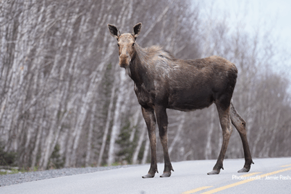 moose-harvest-limits-cta-lays-out-new-moose-management-system-for-zone-17