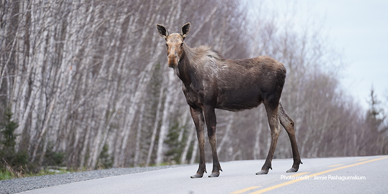 moose-harvest-limits-cta-lays-out-new-moose-management-system-for-zone-17