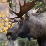 la-premiere-nation-kebaowek-souhaite-que-le-quebec-interdise-la-chasse-a-lorignal-aux-chasseurs-provenant-dautres-provinces
