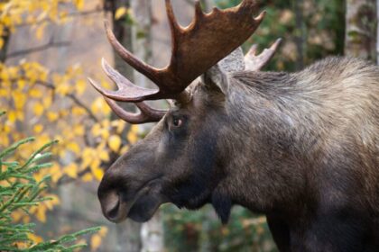 la-premiere-nation-kebaowek-souhaite-que-le-quebec-interdise-la-chasse-a-lorignal-aux-chasseurs-provenant-dautres-provinces