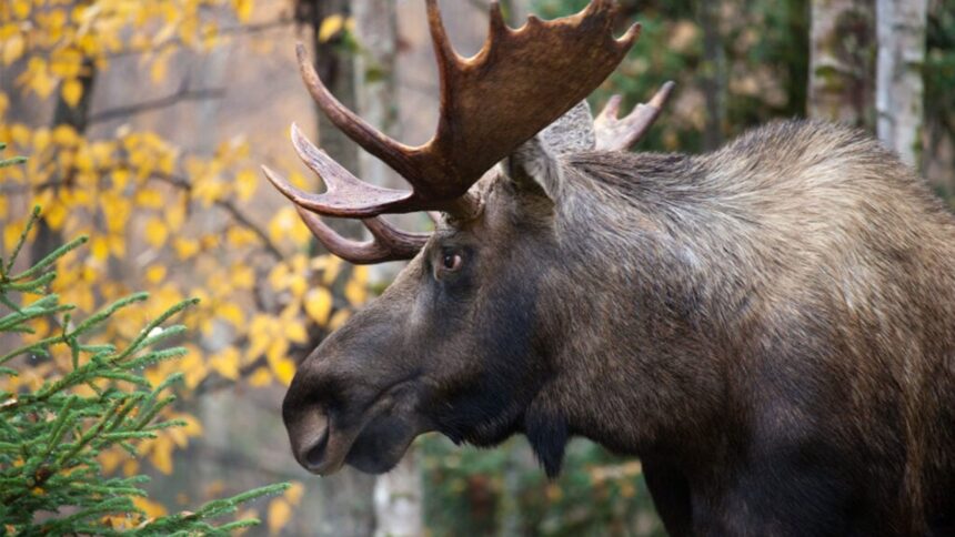 la-premiere-nation-kebaowek-souhaite-que-le-quebec-interdise-la-chasse-a-lorignal-aux-chasseurs-provenant-dautres-provinces