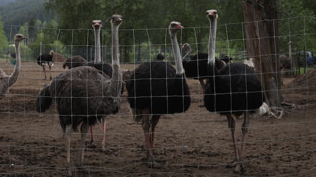 ostrich-farm-owners-ordered-to-leave-property-as-cfia-prepares-for-cull