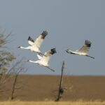 whooping-crane-winter-migration-is-prime-time-for-birders-in-sask.