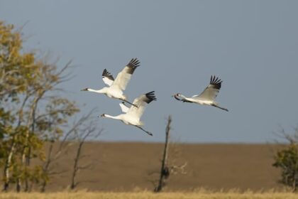 whooping-crane-winter-migration-is-prime-time-for-birders-in-sask.