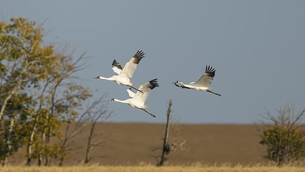 whooping-crane-winter-migration-is-prime-time-for-birders-in-sask.