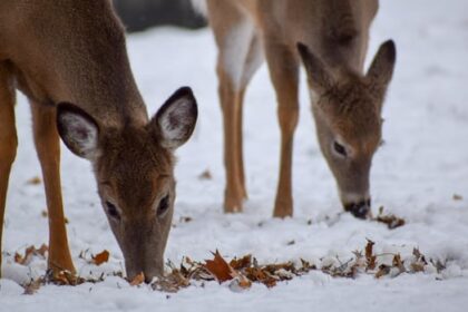 testing-planned-after-30-deer-found-dead-within-2-weeks-in-grand-forks,-bc.