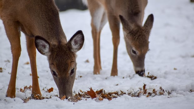 testing-planned-after-30-deer-found-dead-within-2-weeks-in-grand-forks,-bc.