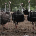 from-hotels-to-gas-stations,-businesses-believed-to-be-contracted-to-support-ostrich-cull-targeted-by-opponent