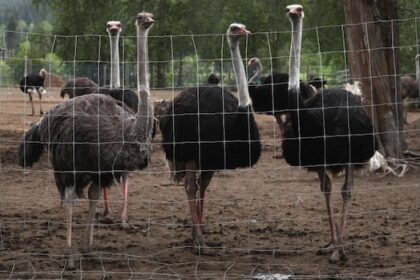 from-hotels-to-gas-stations,-businesses-believed-to-be-contracted-to-support-ostrich-cull-targeted-by-opponent