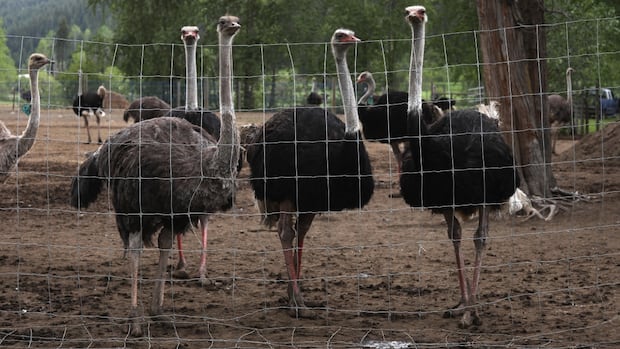 from-hotels-to-gas-stations,-businesses-believed-to-be-contracted-to-support-ostrich-cull-targeted-by-opponent