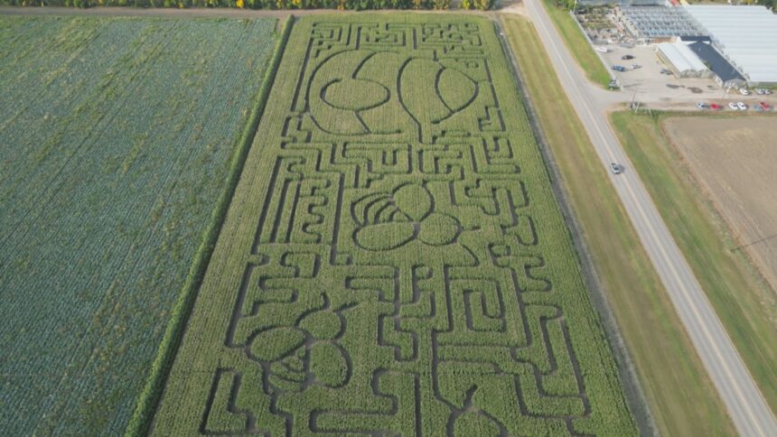 new-owners-crafting-corn-maze-near-saskatoon