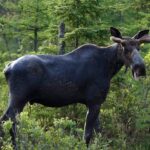 indigenous-leaders-push-back-on-calls-to-ban-moose-harvesting-in-parts-of-western-manitoba