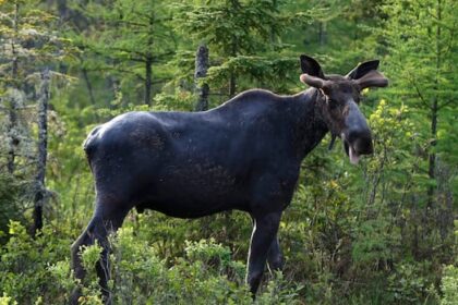 indigenous-leaders-push-back-on-calls-to-ban-moose-harvesting-in-parts-of-western-manitoba