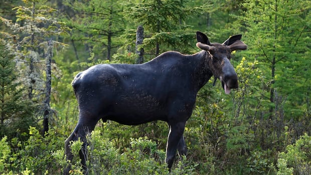 indigenous-leaders-push-back-on-calls-to-ban-moose-harvesting-in-parts-of-western-manitoba