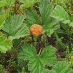 plant-experts-working-to-make-pei.s-ecosystem-more-resilient,-one-rare-plant-at-a-time