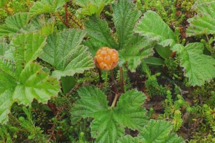 plant-experts-working-to-make-pei.s-ecosystem-more-resilient,-one-rare-plant-at-a-time