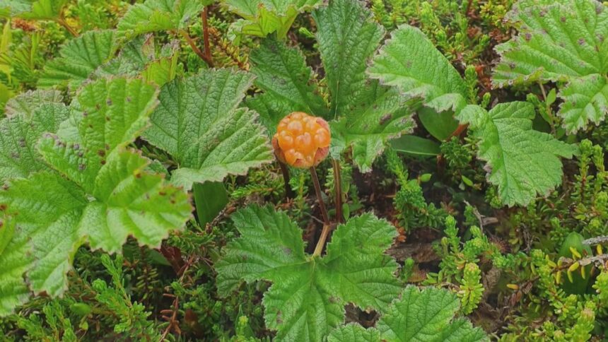 plant-experts-working-to-make-pei.s-ecosystem-more-resilient,-one-rare-plant-at-a-time