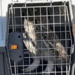 owl’s-well-that-ends-well:-bird-of-prey-freed-from-netting-outside-winnipeg-police-station
