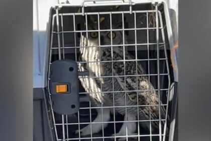 owl’s-well-that-ends-well:-bird-of-prey-freed-from-netting-outside-winnipeg-police-station