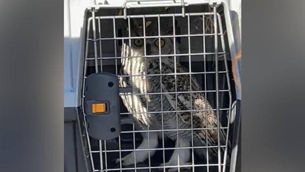 owl’s-well-that-ends-well:-bird-of-prey-freed-from-netting-outside-winnipeg-police-station