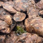 pei.’s-oyster-industry-calls-for-support-as-disease-crisis-forces-harvesters-to-the-brink