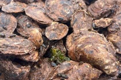 pei.’s-oyster-industry-calls-for-support-as-disease-crisis-forces-harvesters-to-the-brink