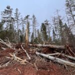 3-years-after-post-tropical-storm-fiona,-some-woodlot-owners-on-pei.-still-face-cleanup