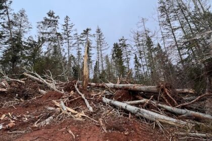 3-years-after-post-tropical-storm-fiona,-some-woodlot-owners-on-pei.-still-face-cleanup