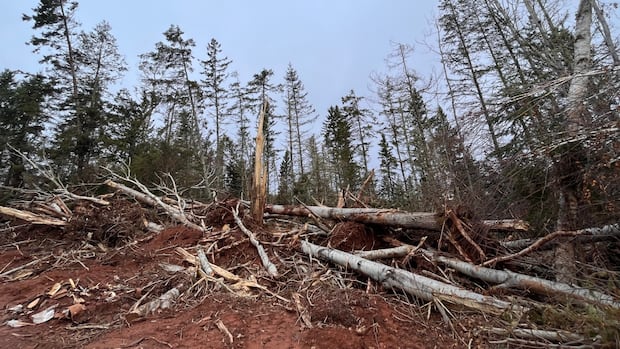 3-years-after-post-tropical-storm-fiona,-some-woodlot-owners-on-pei.-still-face-cleanup