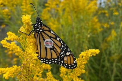 monarch-butterfly-numbers-plunge-on-prince-edward-island-after-dry-summer